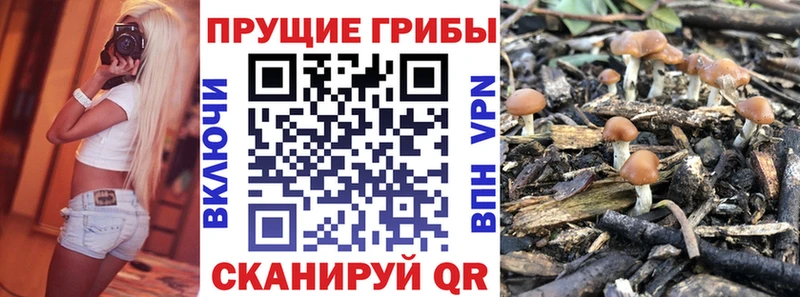 Галлюциногенные грибы Psilocybe  Балей 